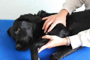 veterinary_physiotherapyjpg