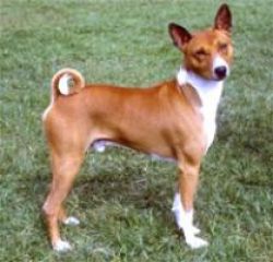 basenji-b9460734