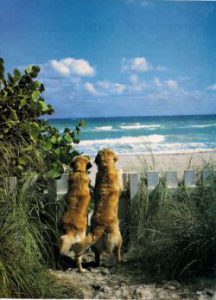cani-in-spiaggia-1cade2c4
