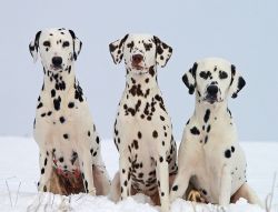 Dalmata  caratteristiche della razza di cani