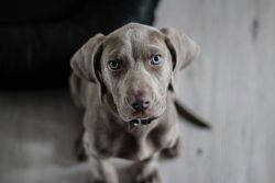 weimaraner-pet-therapy-f5fa4846