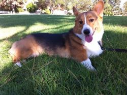 corgi-2-b31d4a1c