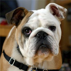 english-bulldog-538485_1280