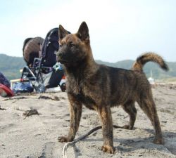 kai-kai-ken-dog-on-the-beach-breed-8ae99e4a