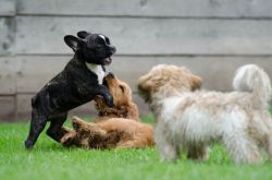 playing-puppies-790638_1280-f5667c38