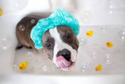 tiny-bubbles-dog-in-shower-cap-copy-c6bb2edf
