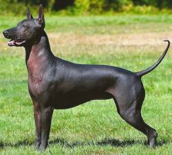 xoloitzcuintli-cane-13c58a94