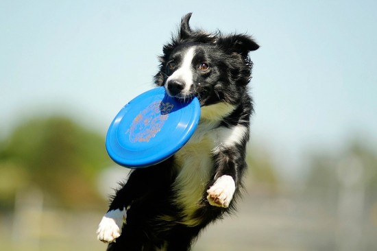 Disc Dog